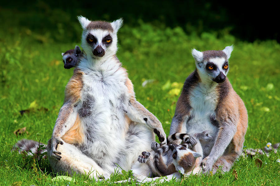 Nature Photograph - Lemur Catta Family by Artur Bogacki
