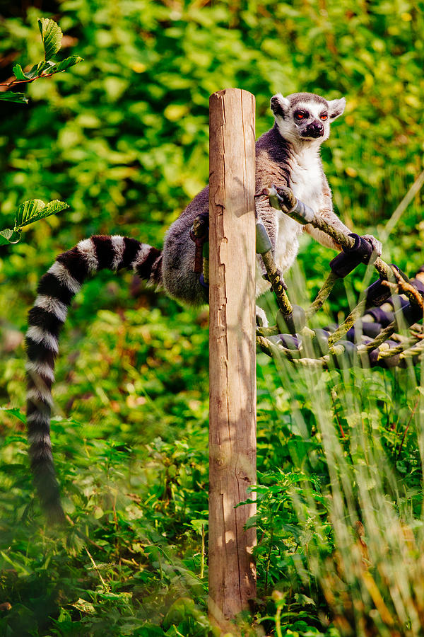 Lemur In The Green Photograph by Pati Photography