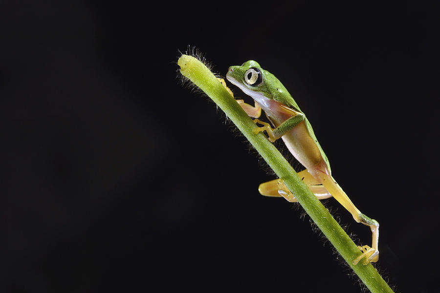 Lemur Leaf Frog Photograph by Marianne Brouwer