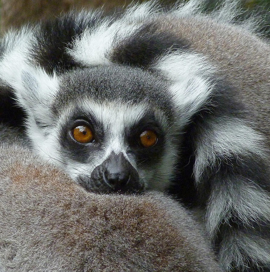 Wildlife Photograph - Lemur Leisure Time by Margaret Saheed