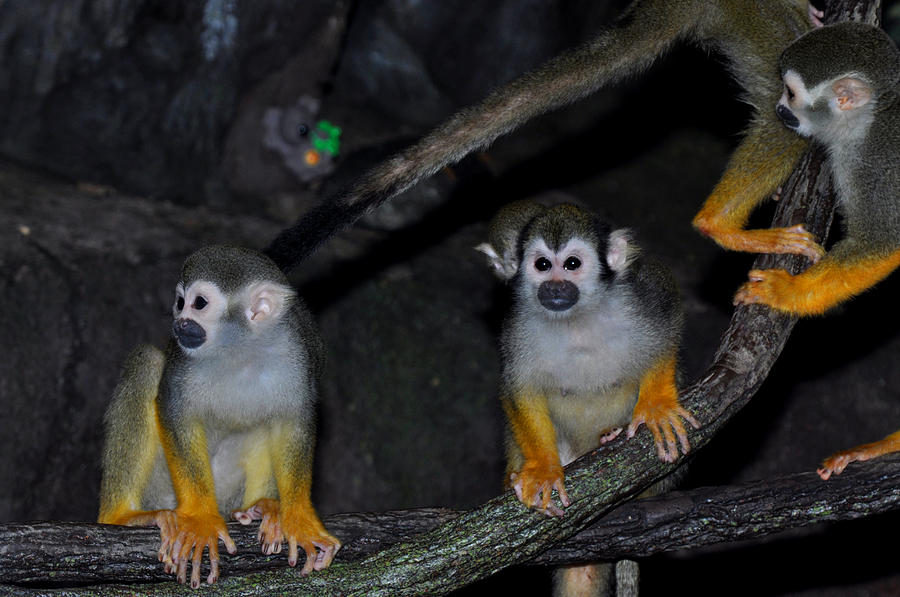Lemur monkeys  Photograph by Diane Lent