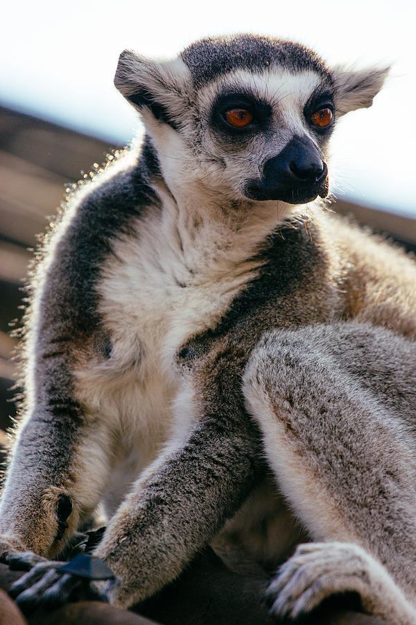 Lemur On The Roof Photograph by Pati Photography