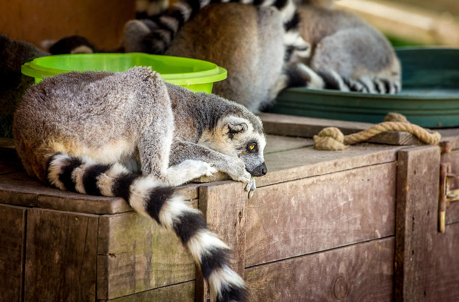 Lemur Photograph by Pati Photography