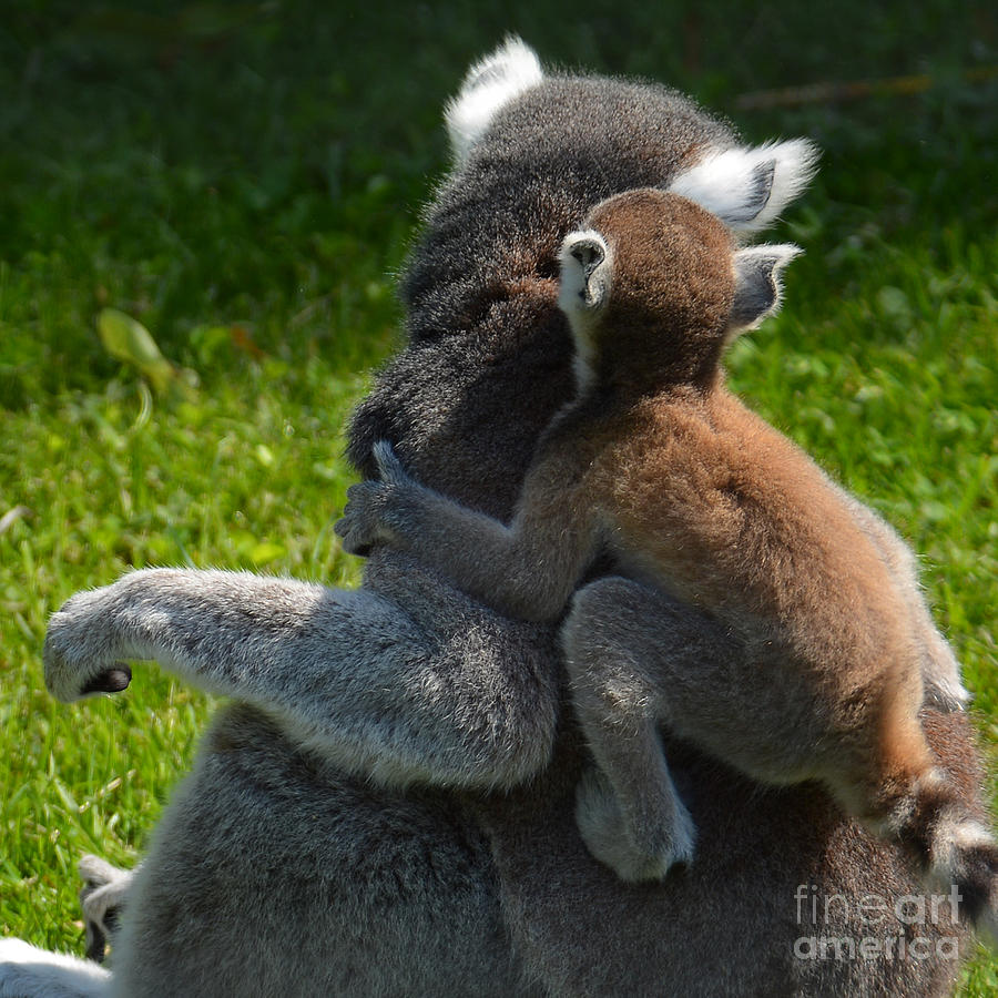 Lemur piggyback  Photograph by Paul Davenport