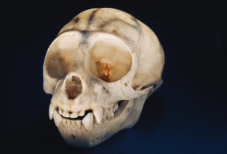 Lemur Skull Photograph by Robert Noonan