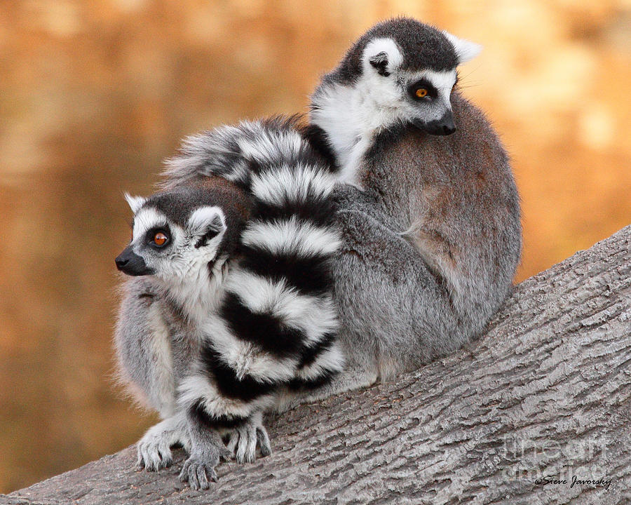 Lemur Photograph by Steve Javorsky