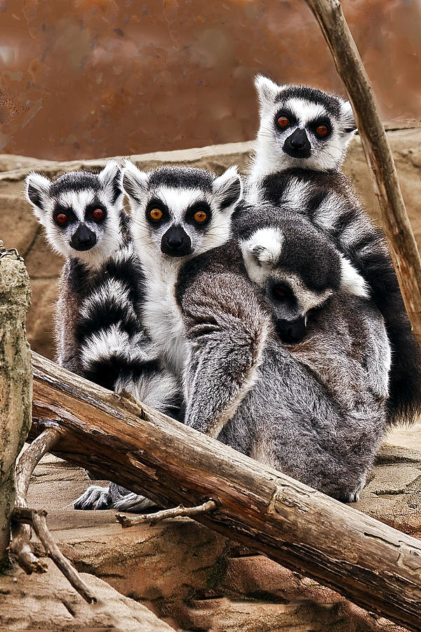 Wildlife Photograph - Lemurs It is a Family Affair by Marcia Colelli