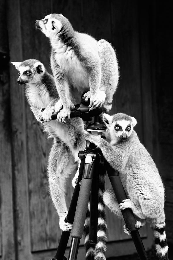 Baby Photograph - Lemurs perched on tripod by Goyo Ambrosio Baby Photograph - Lemurs perched on tripod by Goyo Ambrosio