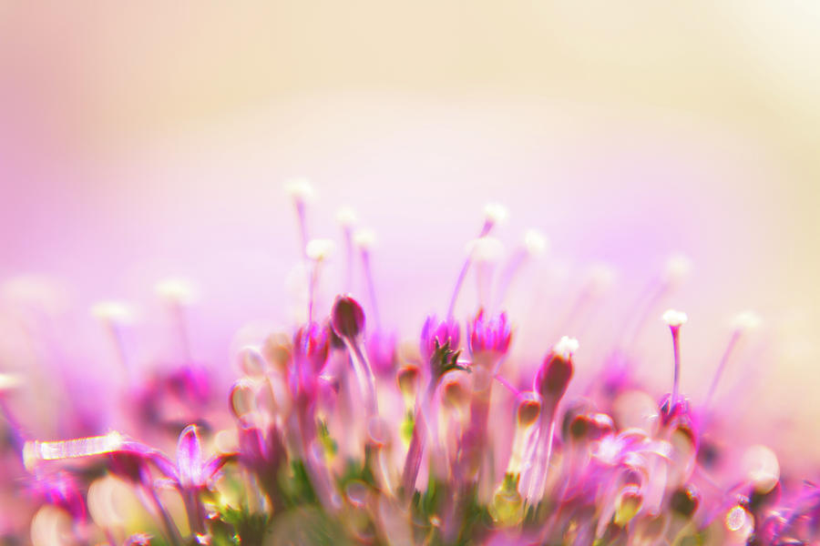Lensbaby Floral Bokeh Photograph by S0ulsurfing - Jason Swain