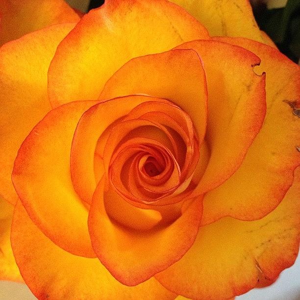 Nature Photograph - #lenswipe #tinyshutter #rose  #flower by Roger Pereira