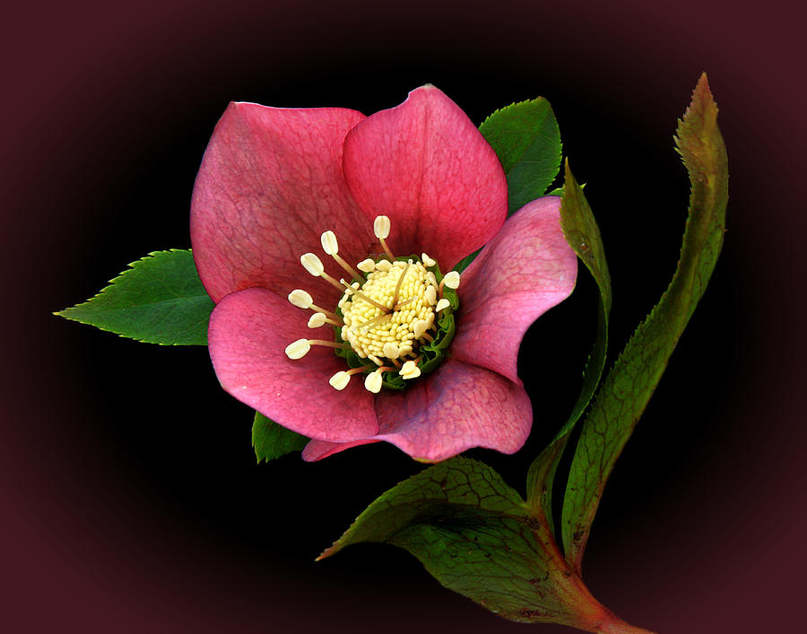 Spring Photograph - Lenten Rose by Carolyn Derstine
