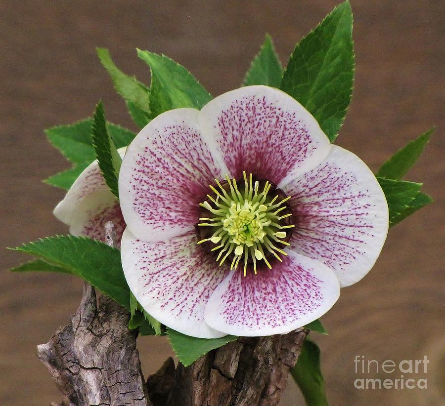 Lenten Rose Photograph by Michele Penner