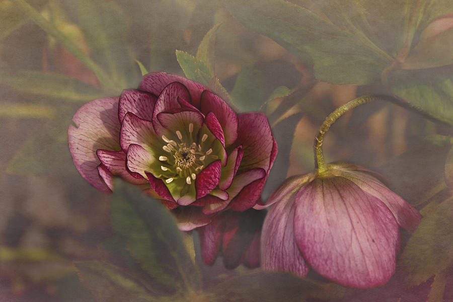 Lenton Roses Photograph by Mel Hensley - Fine Art America