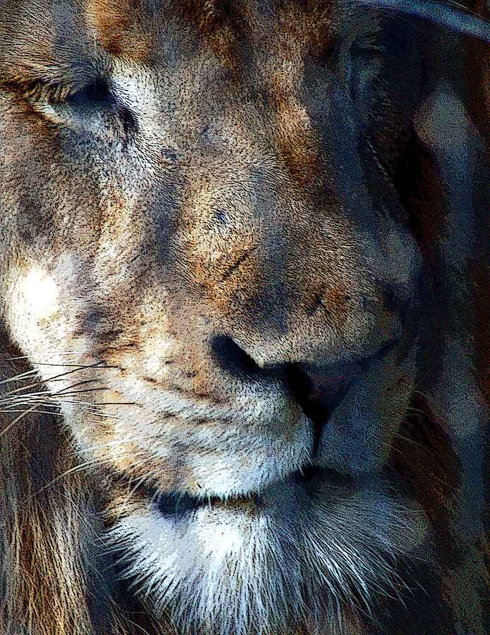 Leo Africanus Photograph by William Dawson - Fine Art America