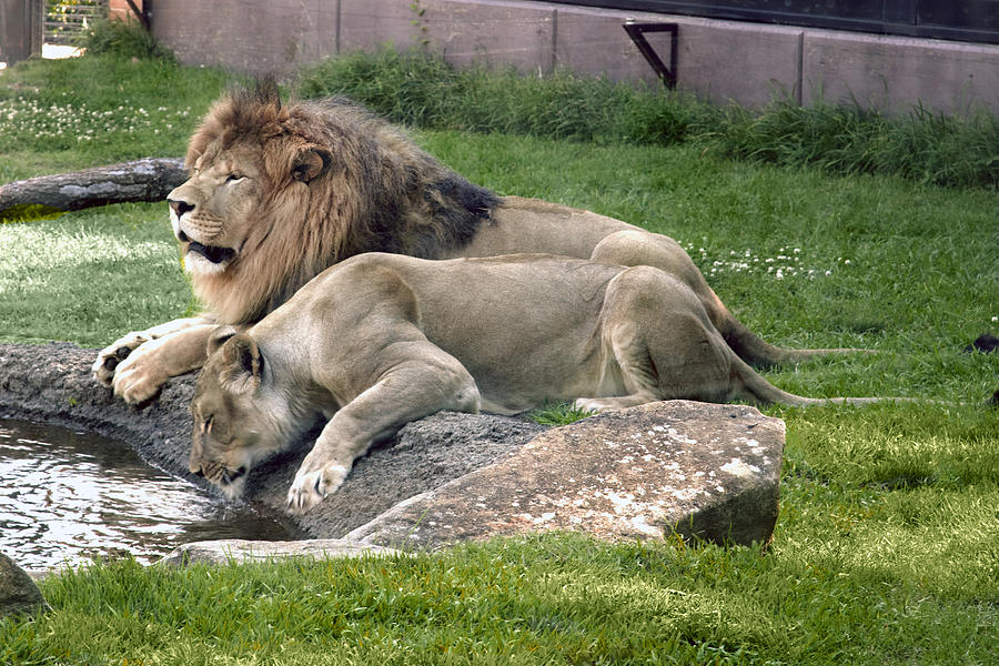 Leo and Una - Twin Male and Female Lions at the University of North Alabama Photograph by Carol M Highsmith