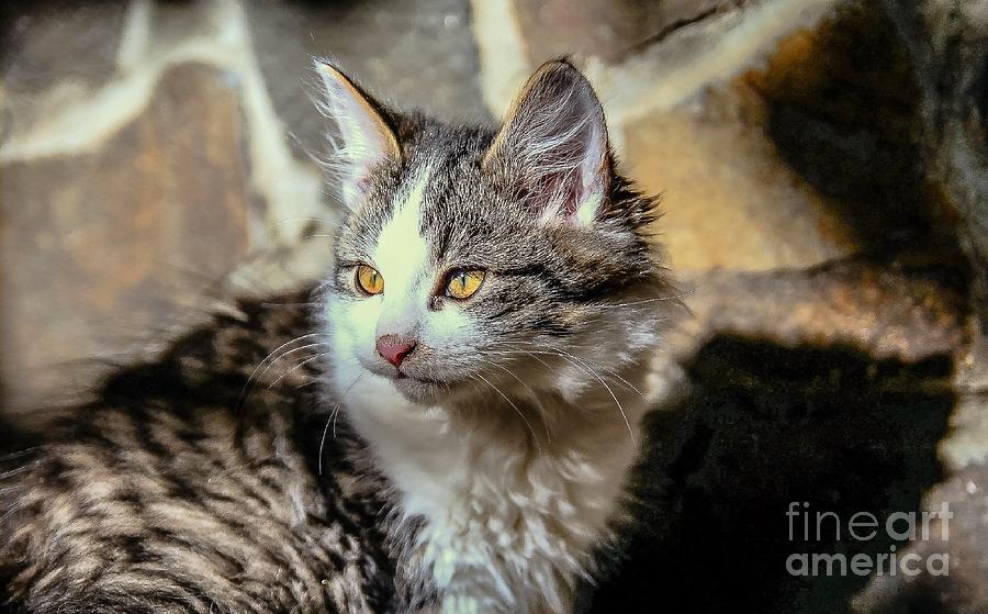 Leo Photograph By Lyudmila Prokopenko - Fine Art America