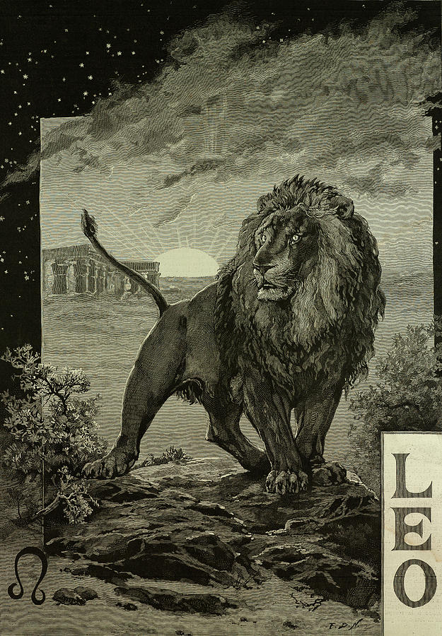 Leo, Sign Of The Zodiac, Lion Drawing by Litz Collection Fine Art America