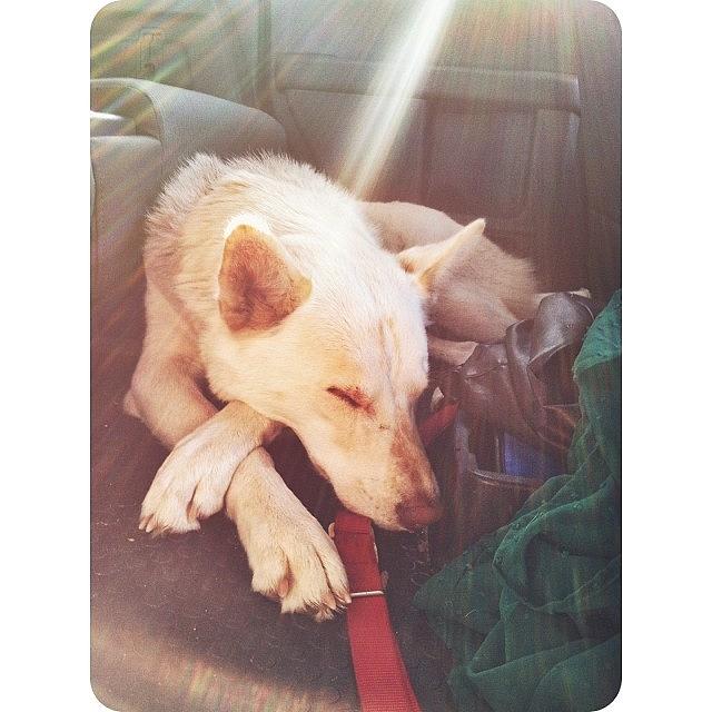 Husky Photograph - Leo Sleeping On The Way To Sf With The by Lydia Campisi