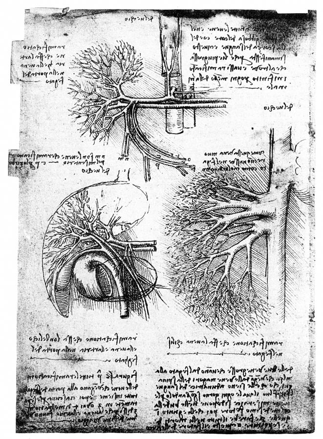 Leonardo: Anatomy, 1505 Photograph by Granger