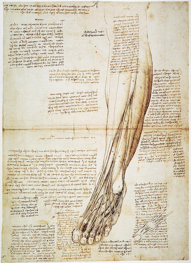 Leonardo: Anatomy, 1510 Photograph by Granger