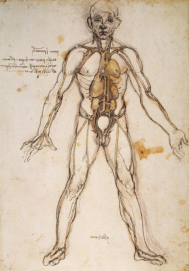 LEONARDO: ANATOMY, c1494 Photograph by Granger