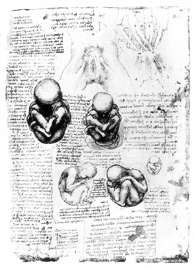Leonardo: Anatomy Photograph by Granger