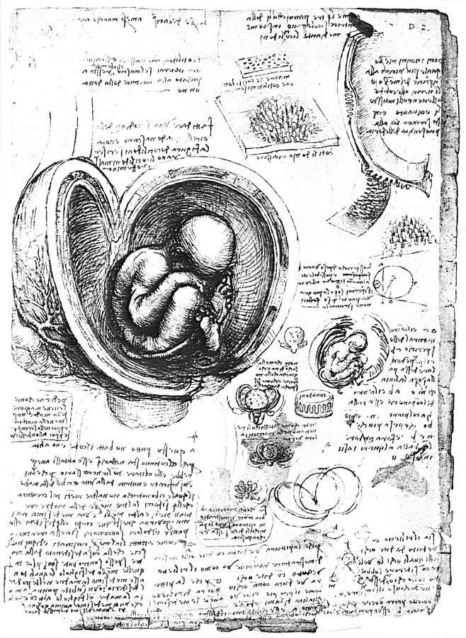 Leonardo: Human Fetus Photograph by Granger
