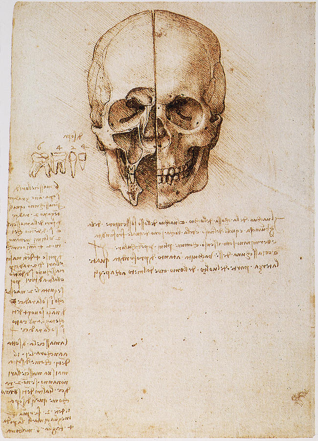 Leonardo: Skull, 1489 Photograph by Granger