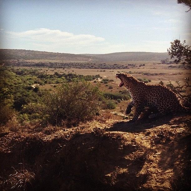 Leopard 🐆 Photograph by Becky Howlett