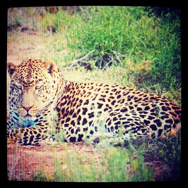 Shamwari Photograph - Leopard 🐆 #shamwari by Becky Howlett