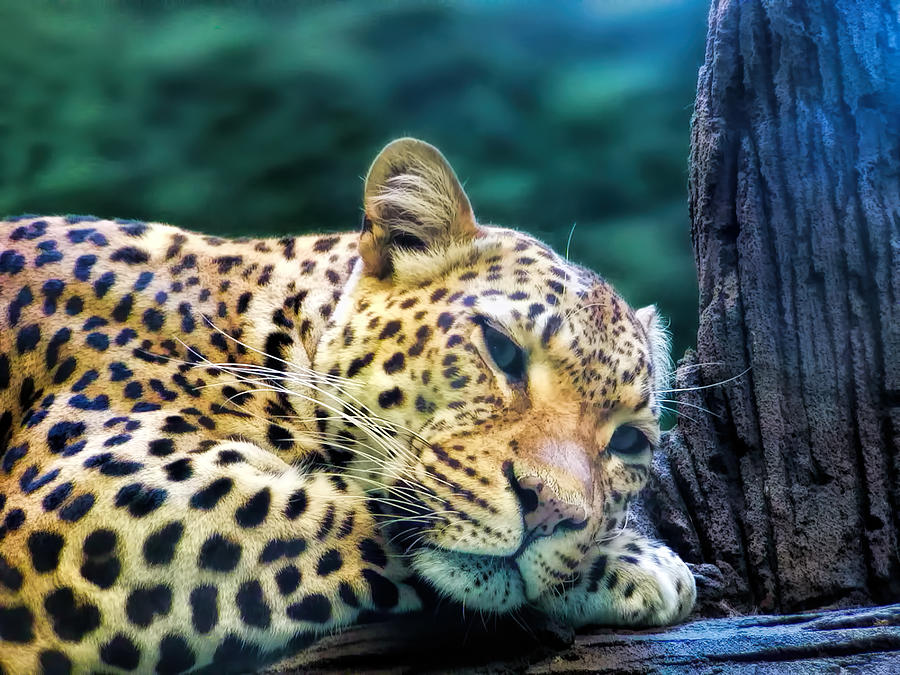 Leopard 1 Photograph by Dawn Eshelman