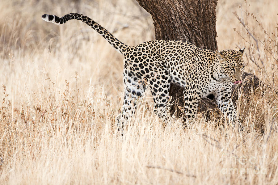 Leopard 1 Photograph by Eyal Bartov