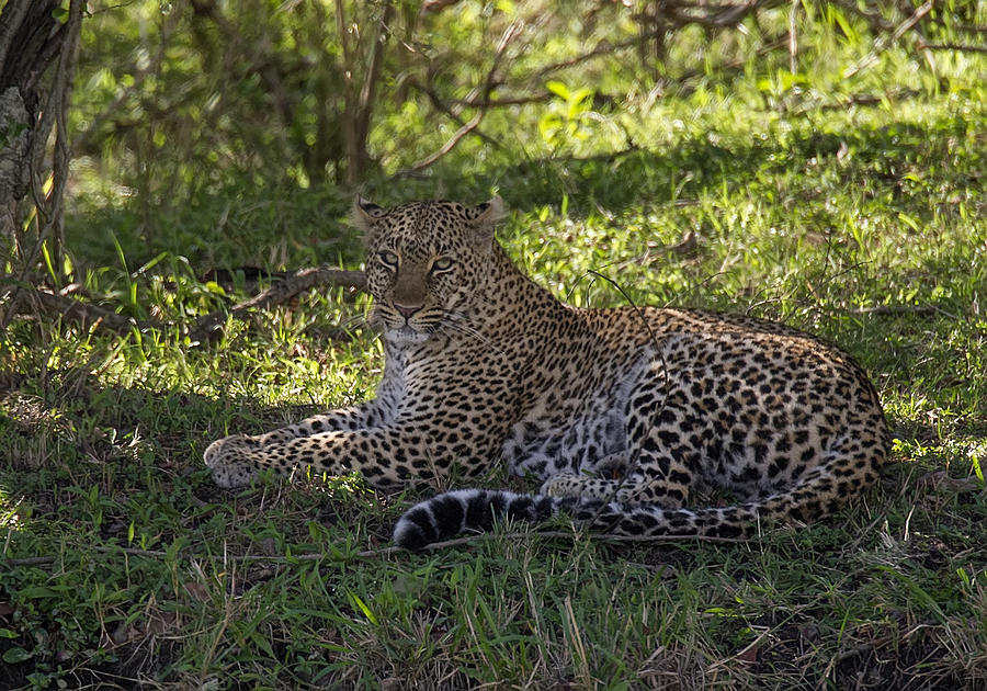 Leopard #1 Photograph by Wade Aiken