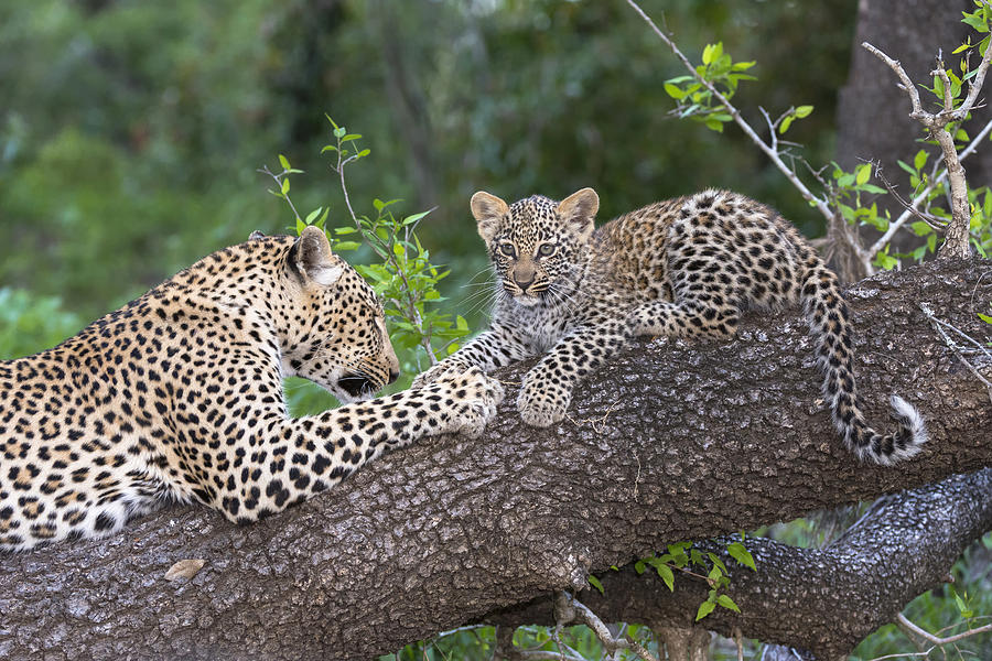 Leopard And Cub Masai Mara Kenya Photograph by Andrew Schoeman