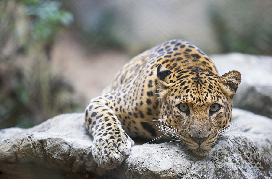 Leopard  Photograph by Anek Suwannaphoom