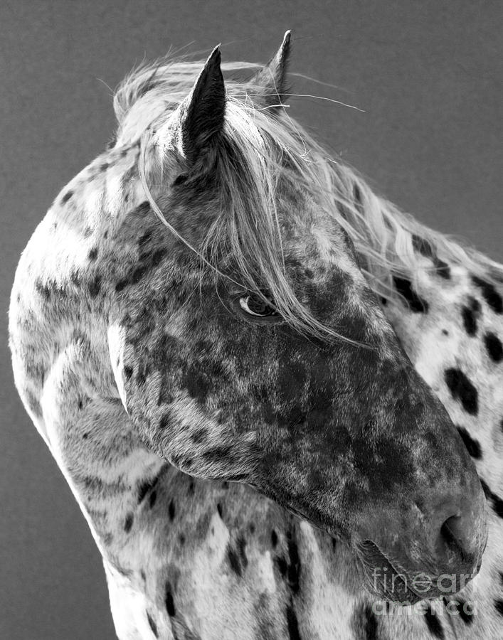 Horse Photograph - Leopard Appaloosa by Carol Walker Horse Photograph - Leopard Appaloosa by Carol Walker
