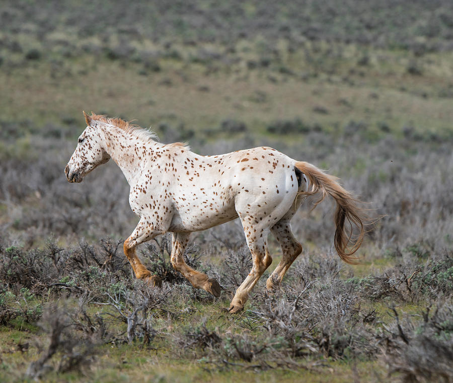 Leopard Appaloosa Horse Photograph by Michael Lustbader
