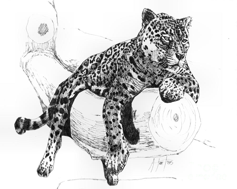 Wildlife Drawing - Leopard At Rest  by Audrey Van Tassell