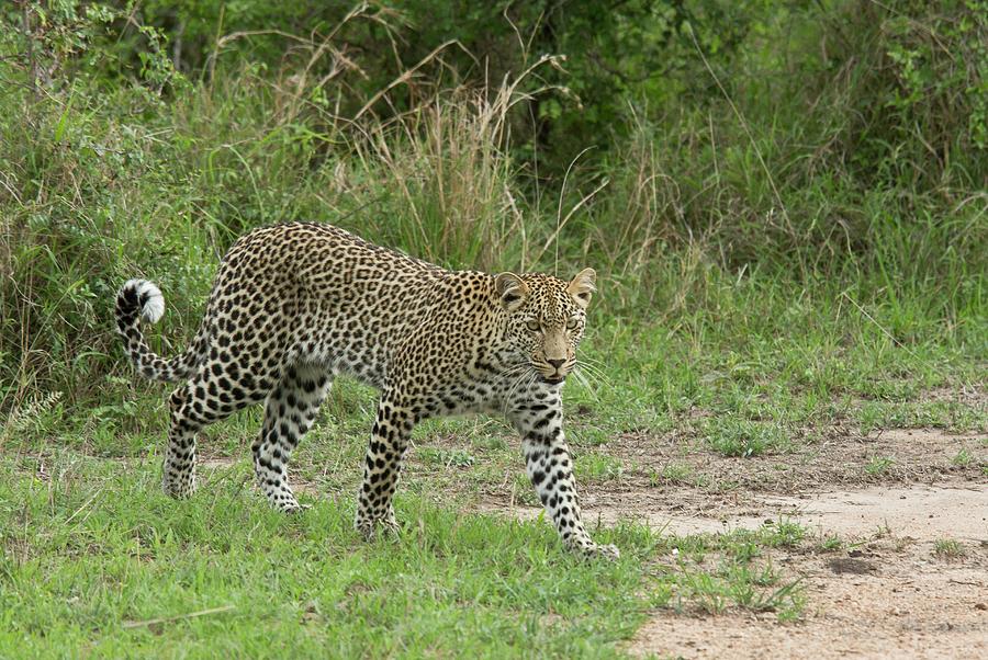 Leopard by Science Photo Library