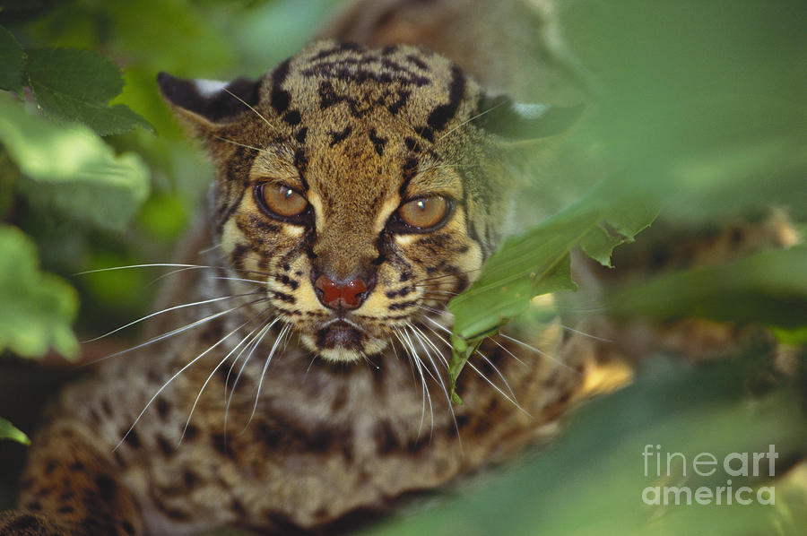 Leopard Cat Photograph by Art Wolfe