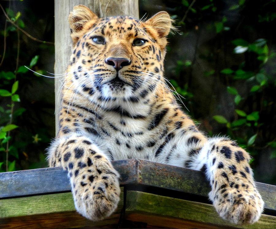 Leopard Photograph by Charlotte Schafer