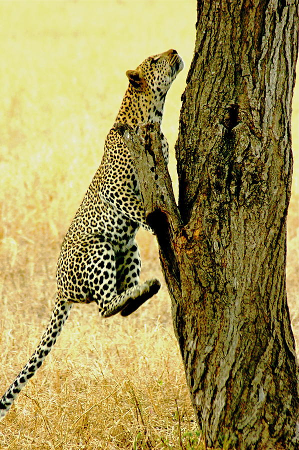 Leopard Climb Photograph by Marc Levine - Fine Art America