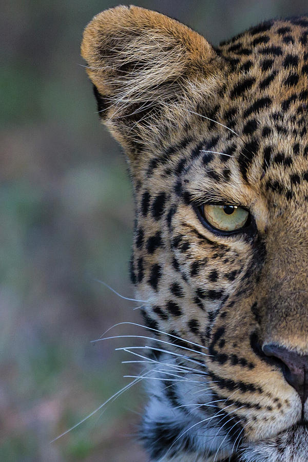 Leopard Close-up Photograph by Manoj Shah