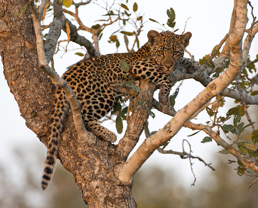 Leopard Cub in Tree Photograph by Max Waugh