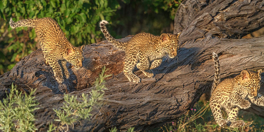 Leopard Cub Incoming Photograph by Sylvia J Zarco