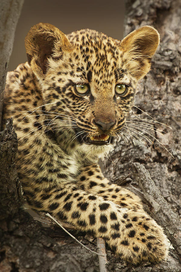 Nature Photograph - Leopard Cub by John De Jager