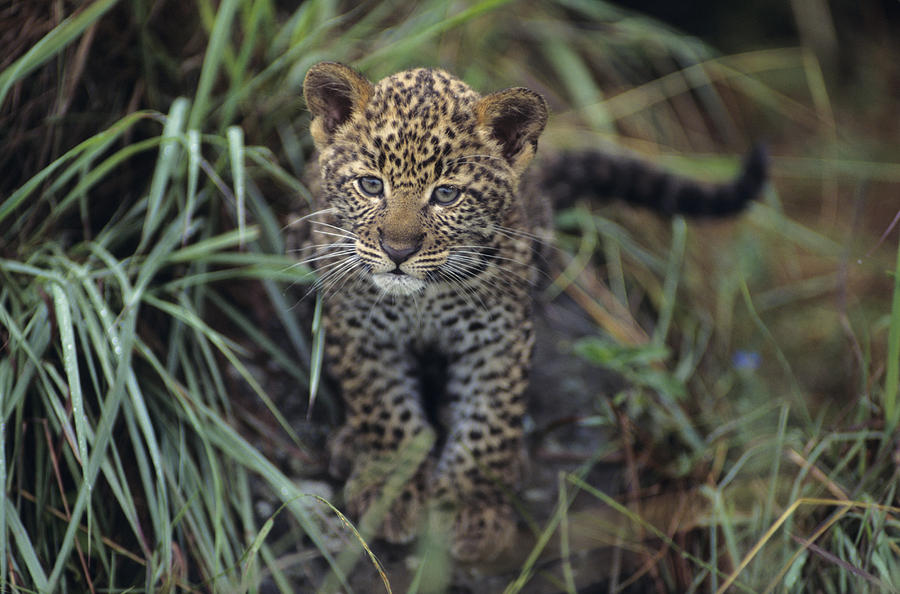 Leopard cub (Panthera pardus) in long grass, Kenya Photograph by Anup Shah