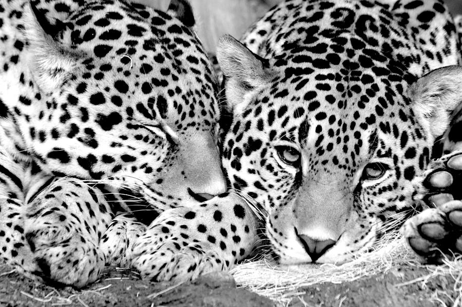 Black And White Photograph - Leopard Cubs by Debbie Nobile
