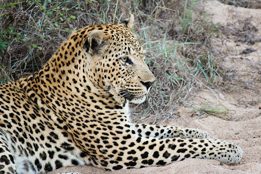 Leopard doing sphinx yoga pose Photograph by Christy Cox