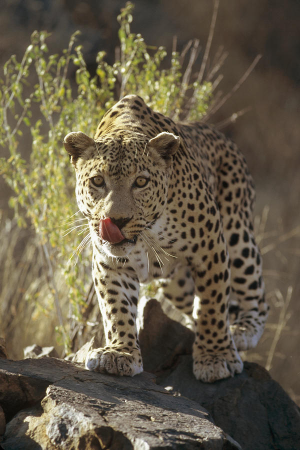 Leopard  Etosha National Park Namibia Photograph by Konrad Wothe
